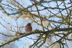 Buchfink im Baum