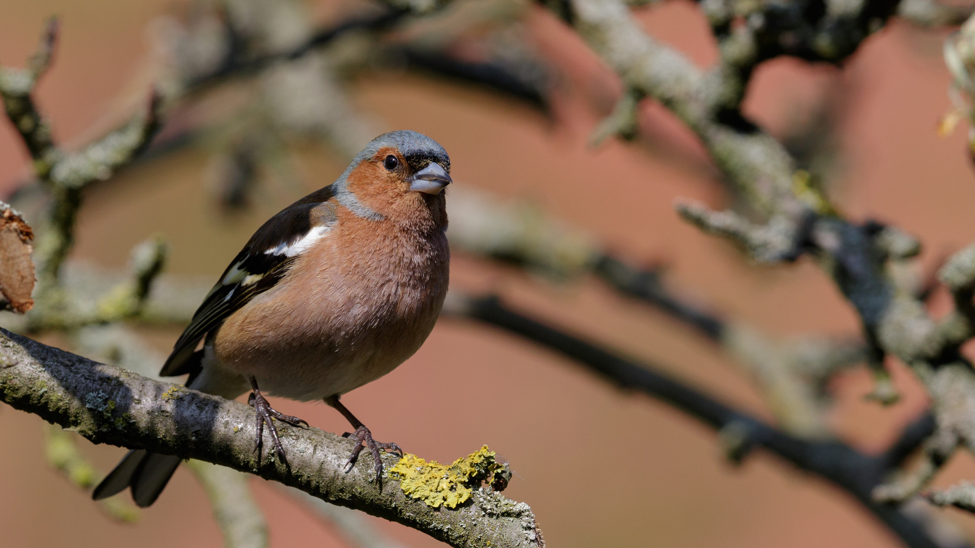 Buchfink im Birnbaum