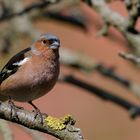 Buchfink im Birnbaum