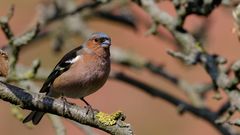 Buchfink im Birnbaum