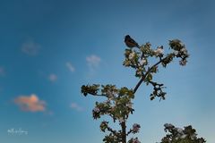 Buchfink im blühenden Baum