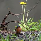 Buchfink im Bückeburger Schlosspark