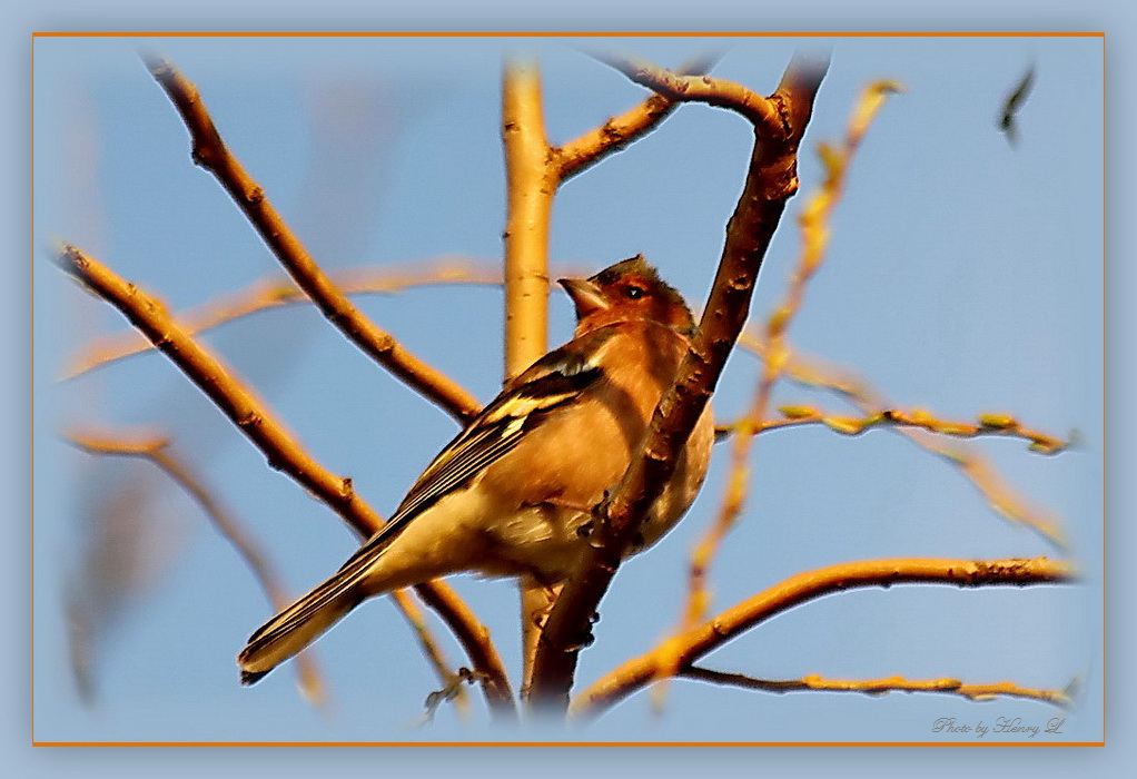 Buchfink im der Abendsonne