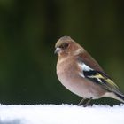 Buchfink im ersten Schnee 2018