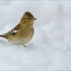 Buchfink im ersten Schnee