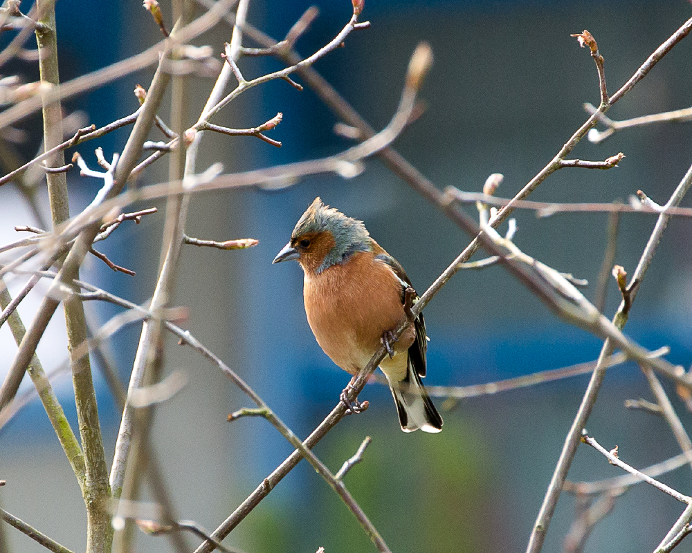 Buchfink im Frühling