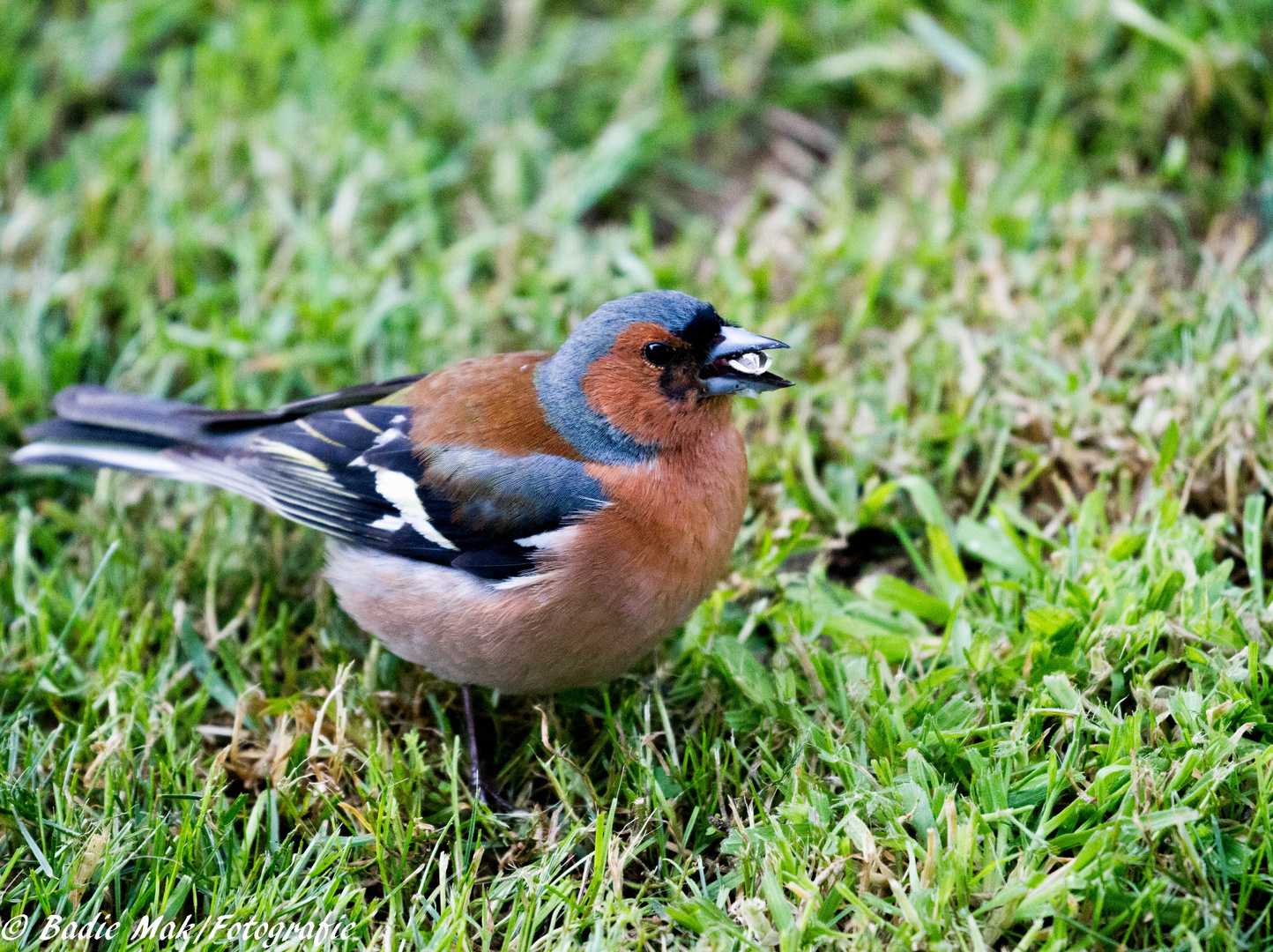 Buchfink im Garten