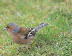 Buchfink im Garten