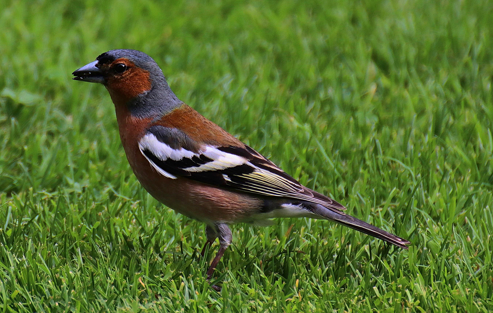 Buchfink im Garten