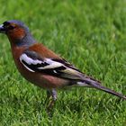 Buchfink im Garten