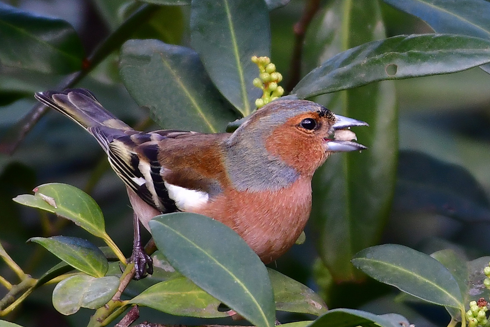 Buchfink im Garten