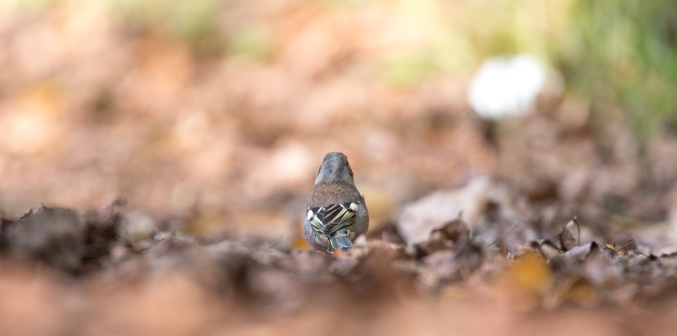 Buchfink im Herbst