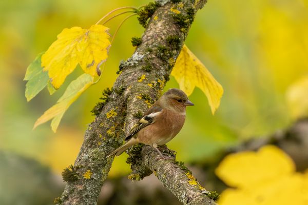 Buchfink im Herbst