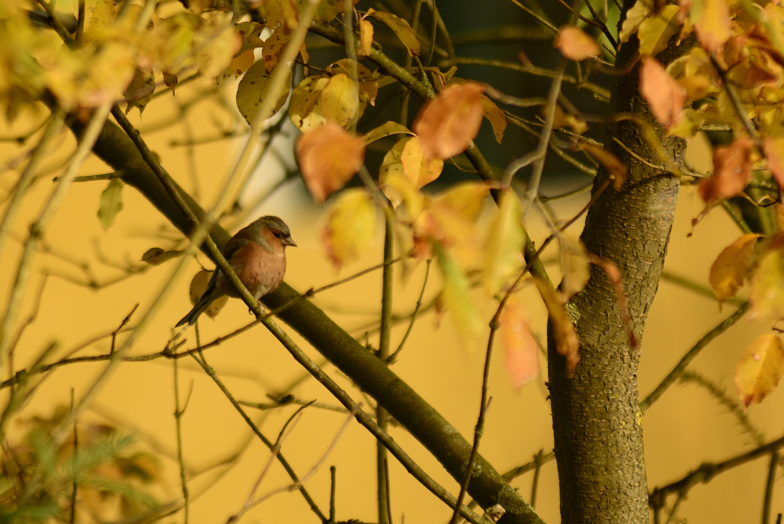 Buchfink im herbstlichen Wald 