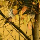 Buchfink im herbstlichen Wald 