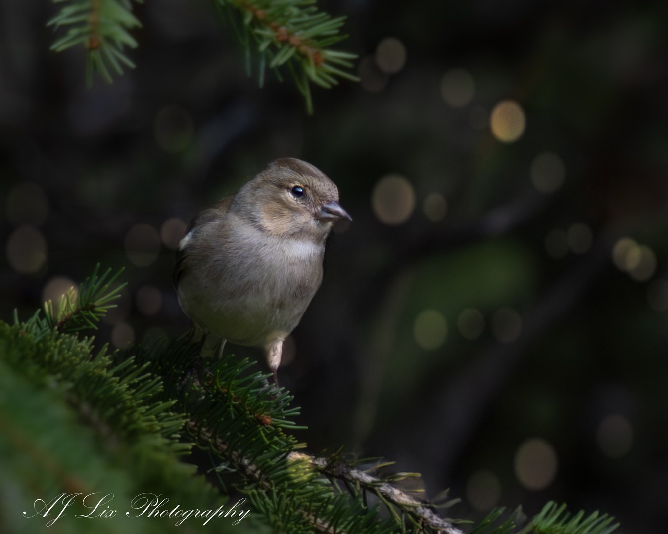 Buchfink im Lehenwald