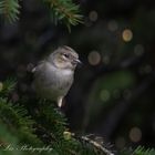 Buchfink im Lehenwald