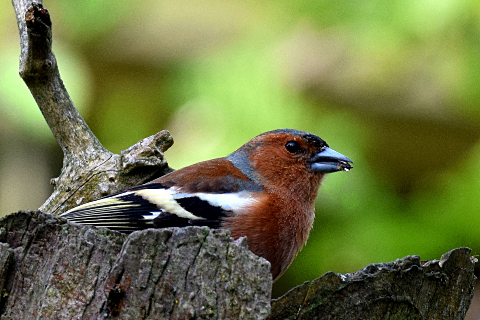 Buchfink im Leinebergland