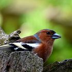 Buchfink im Leinebergland