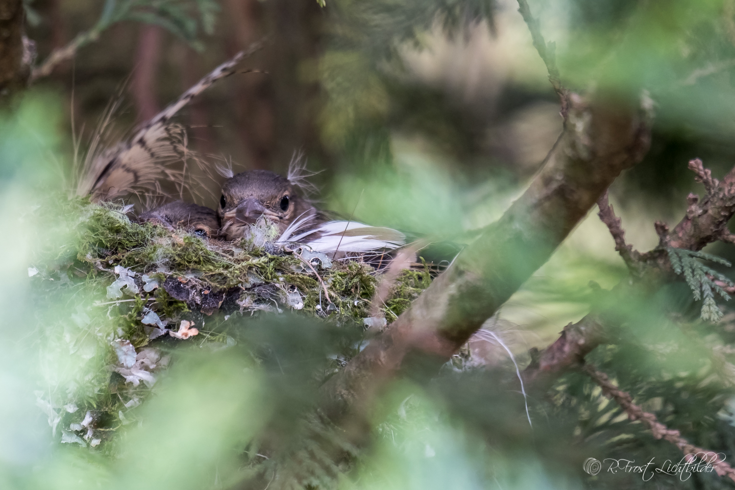 Buchfink im Nest