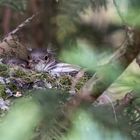 Buchfink im Nest