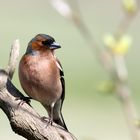 Buchfink im Prachtkleid