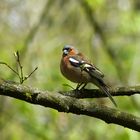 Buchfink im prächtigen Frühlingskleid