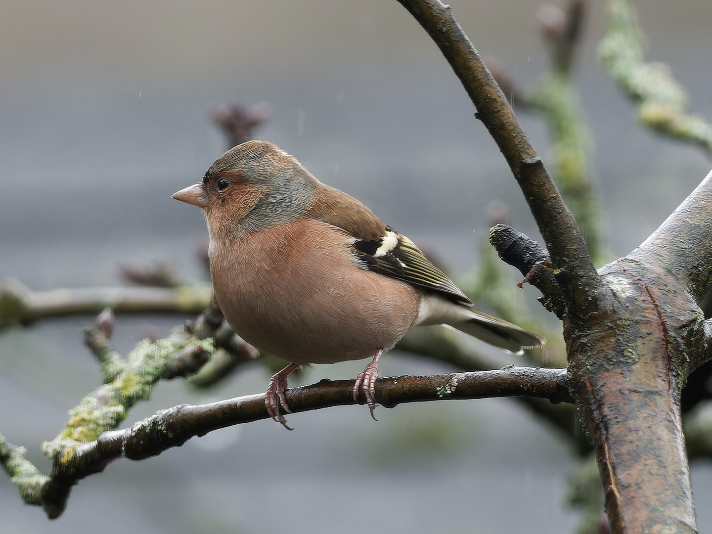 Buchfink im Regen