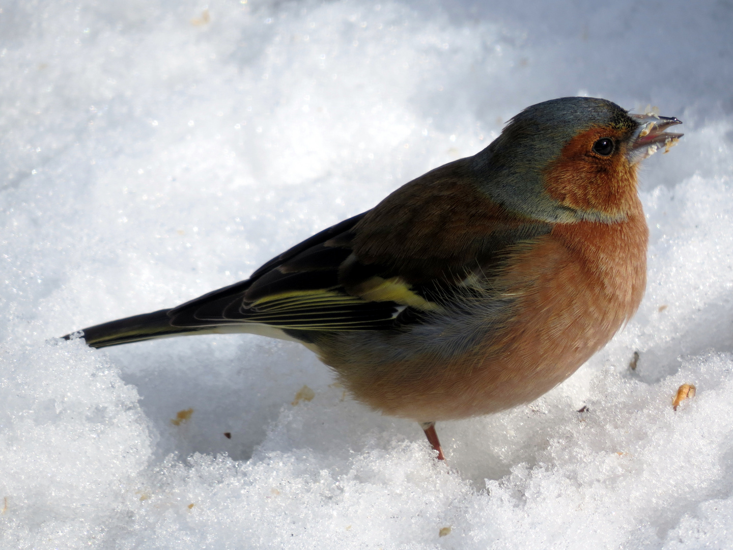 Buchfink im Schnee