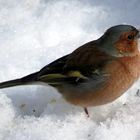 Buchfink im Schnee