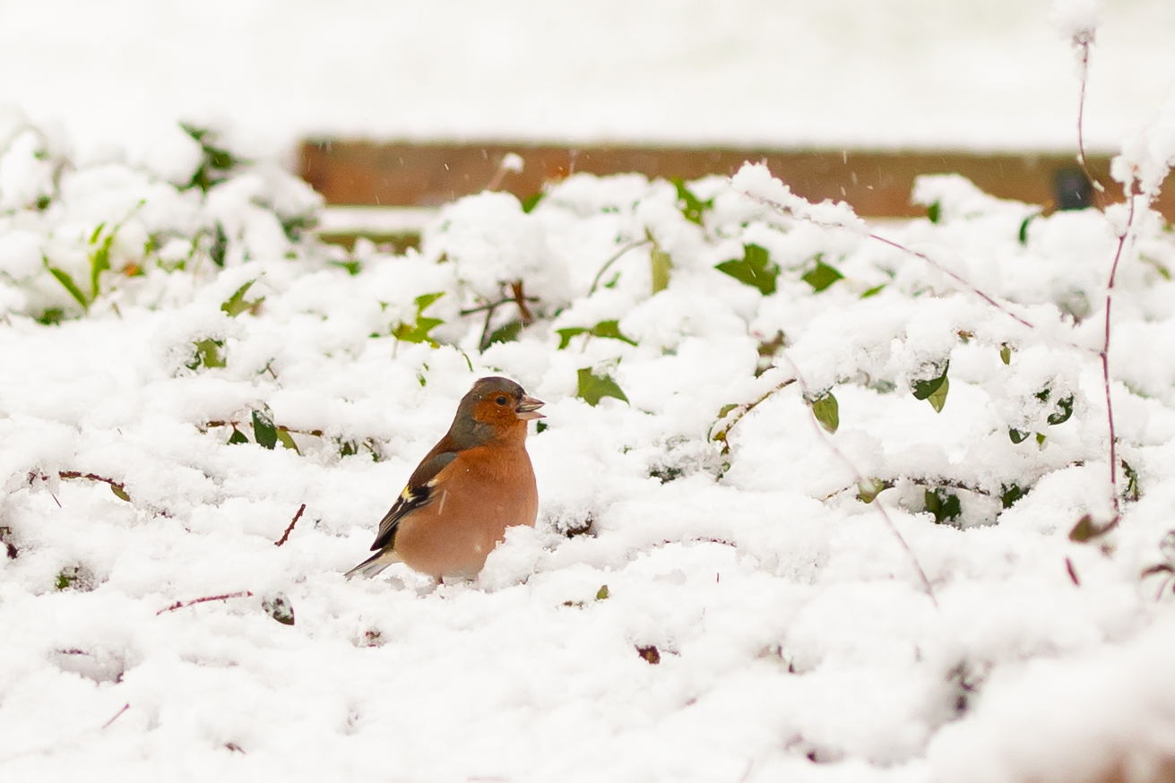 Buchfink im Schnee