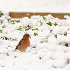 Buchfink im Schnee