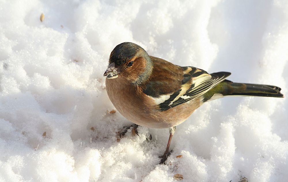 Buchfink im Schnee