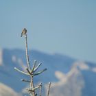 Buchfink im Schnee