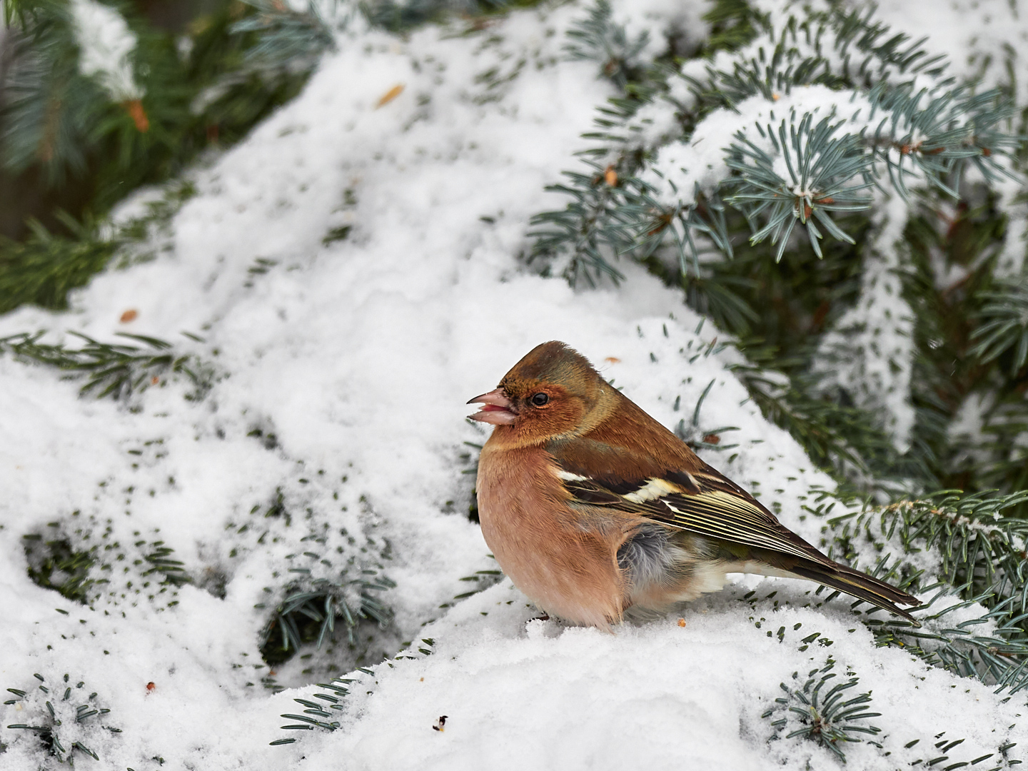 Buchfink im Schnee