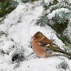 Buchfink im Schnee