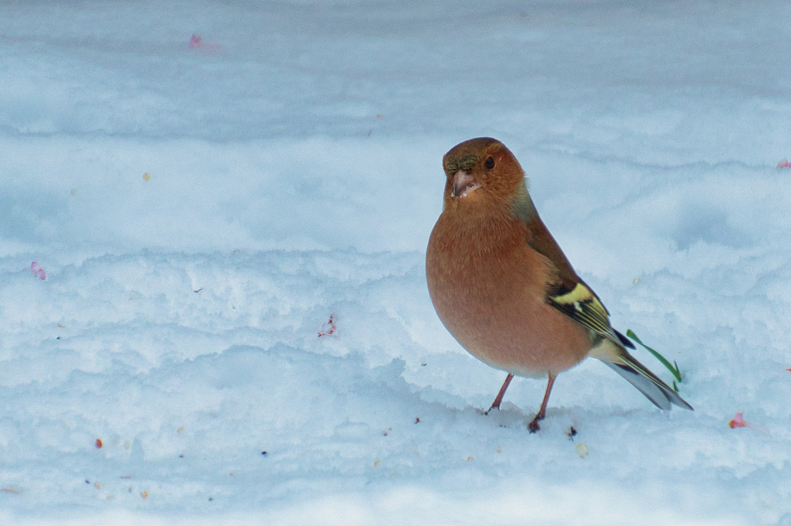 Buchfink im Schnee