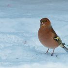 Buchfink im Schnee