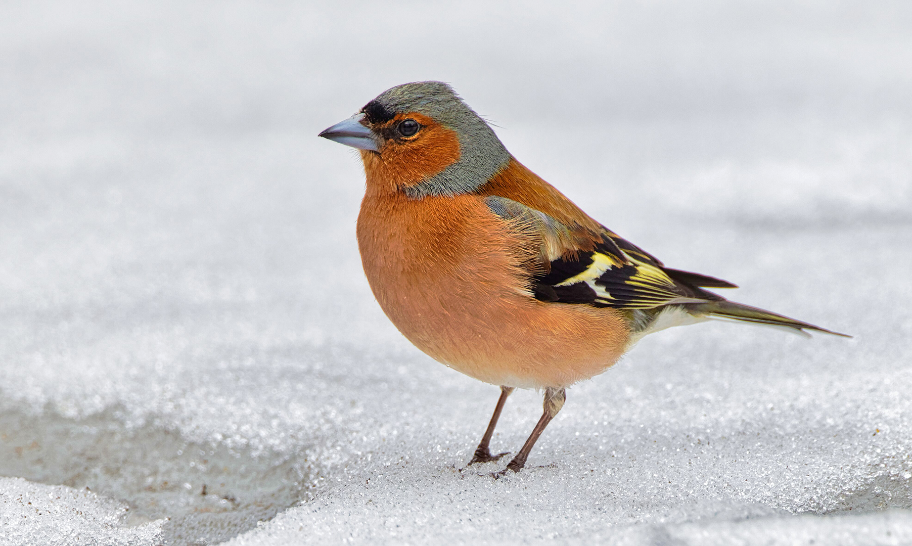 Buchfink im Schnee