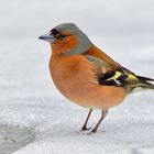 Buchfink im Schnee