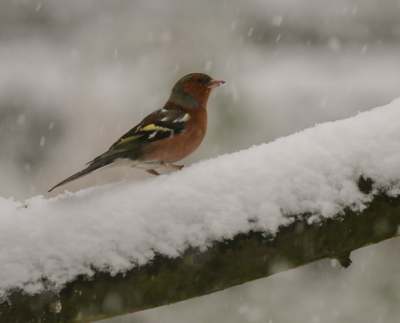 Buchfink im Schnee