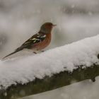 Buchfink im Schnee