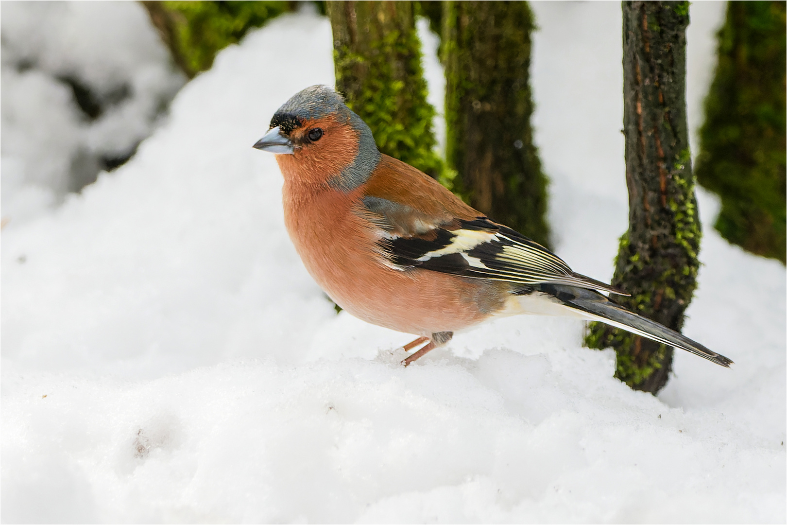 Buchfink im Schnee  .....