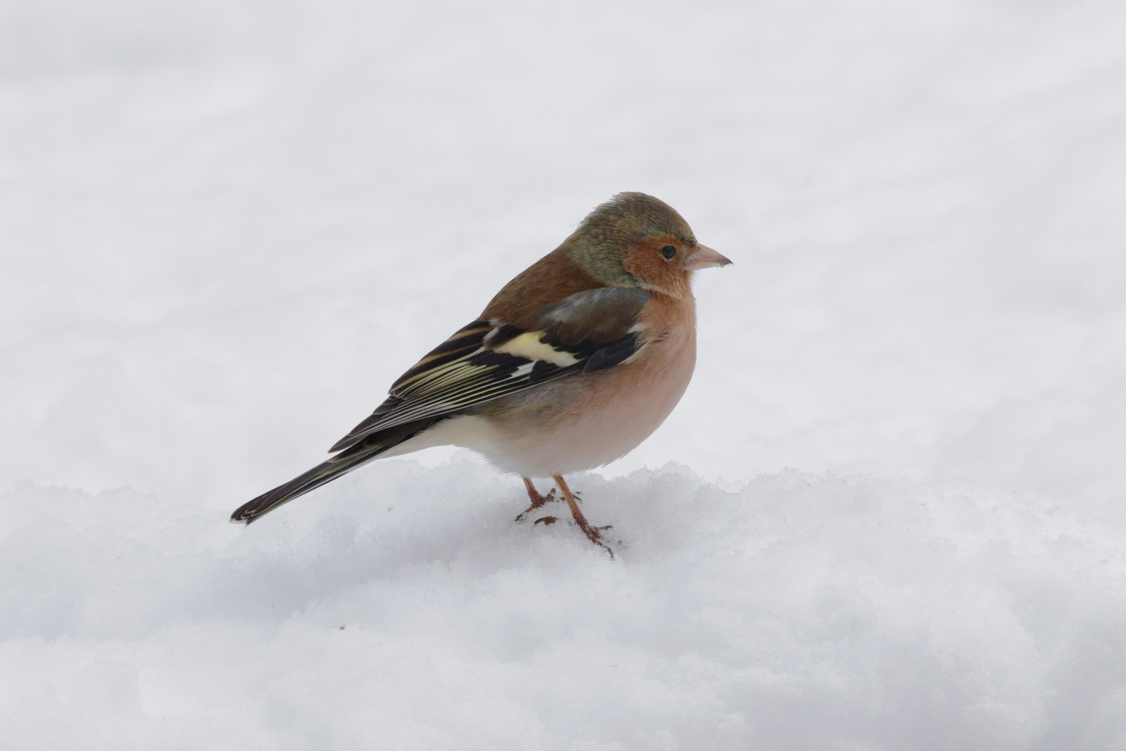 Buchfink im Schnee