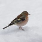 Buchfink im Schnee