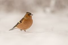 Buchfink im Schnee