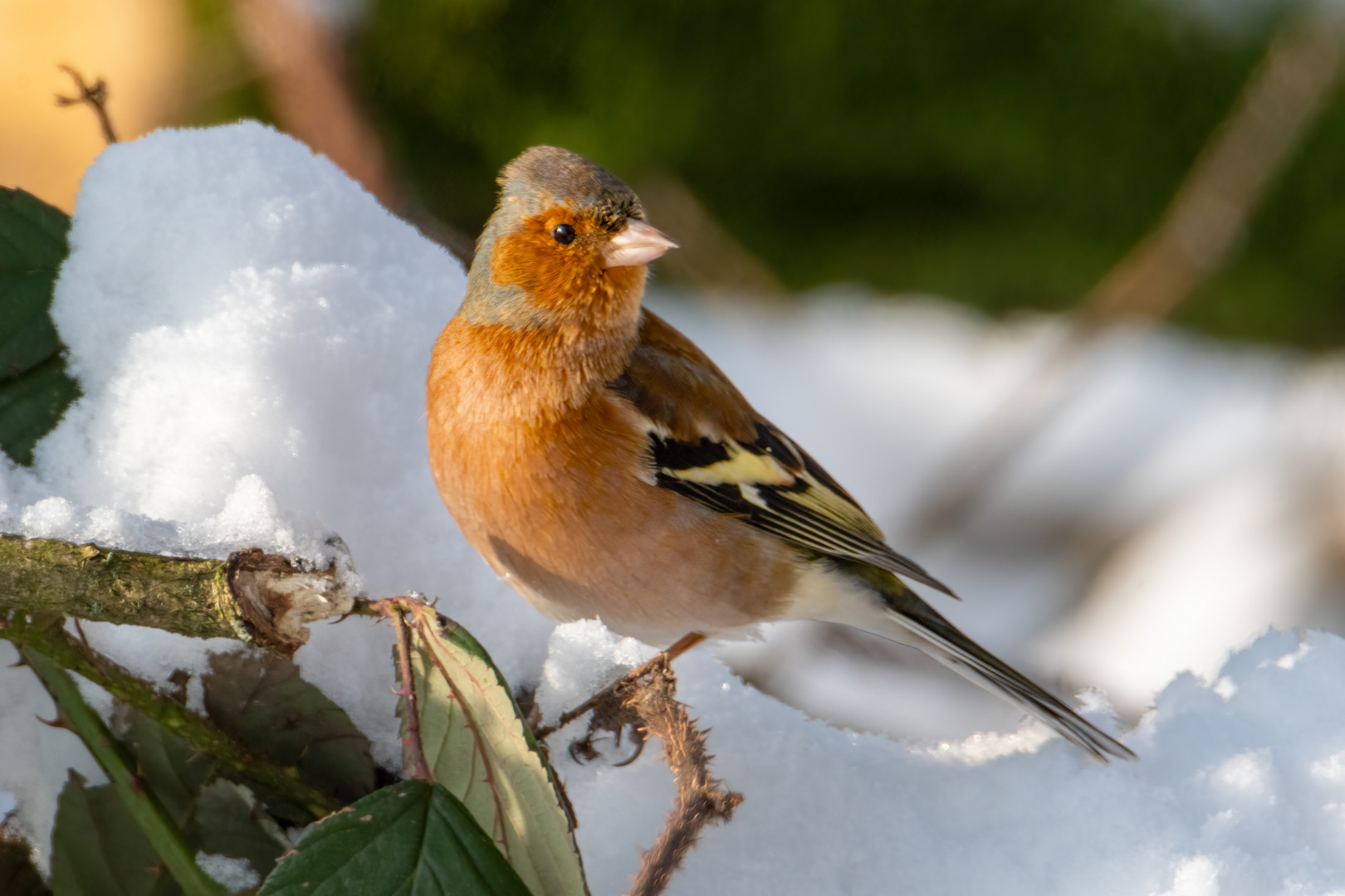 Buchfink im Schnee