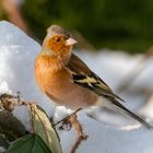 Buchfink im Schnee