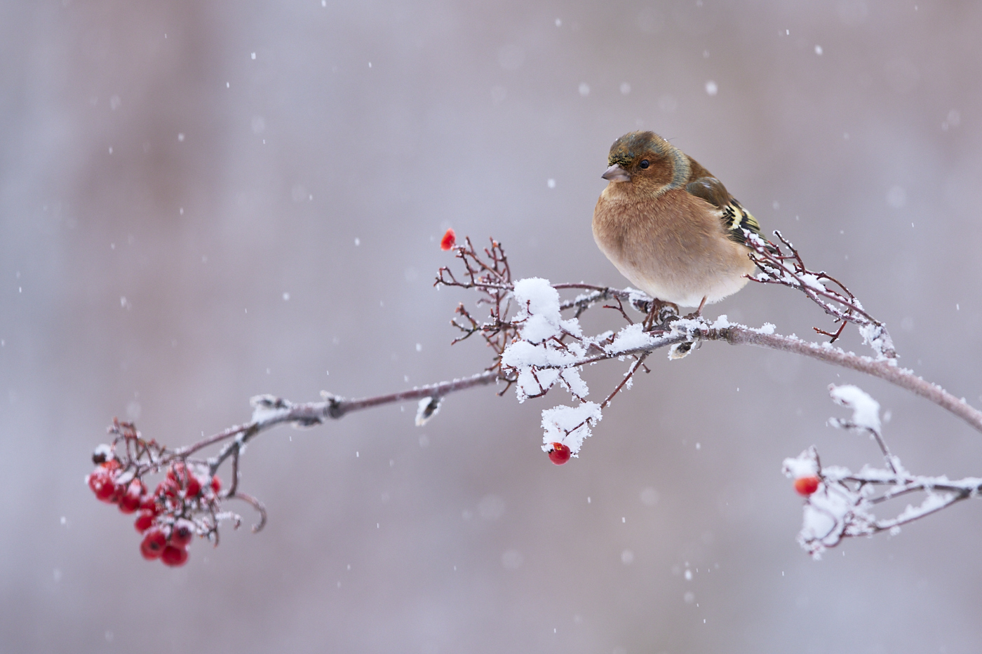 Buchfink im Schnee