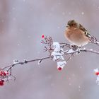 Buchfink im Schnee